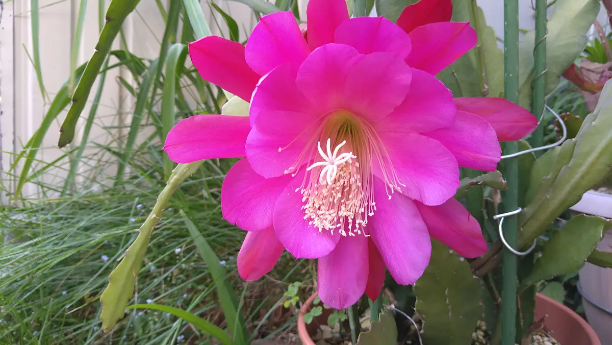 クジャクサボテン 鮮やかな赤紫色の花 鉢植え 516p88zlUDL._AC_UF1000,