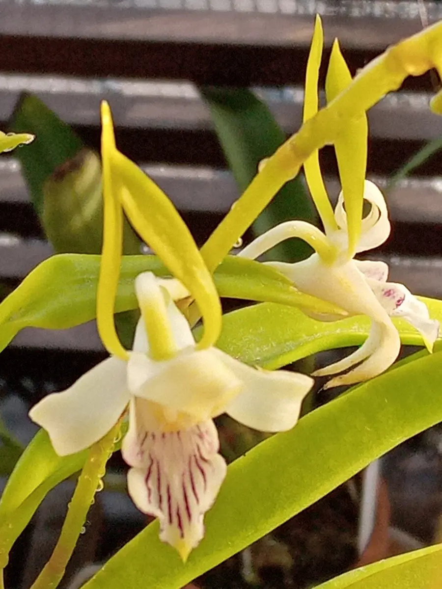 アンスリウムフーケリ