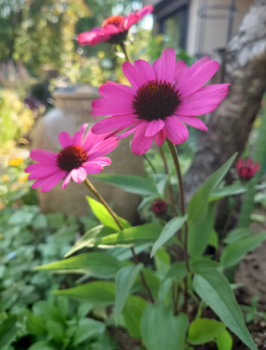 エキナセア　ピンク　10株　まとめ購入希望の方どうぞ♪ エキナセア ピンク 10株 まとめ購入希望の方どうぞ♪ エキナセア