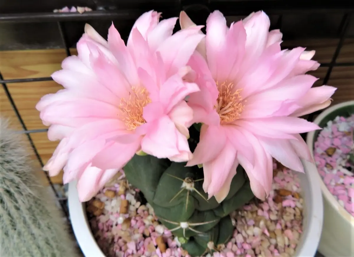 今日の🌵サボテンの花その16｜園芸日記byロッキー｜みんなの趣味の