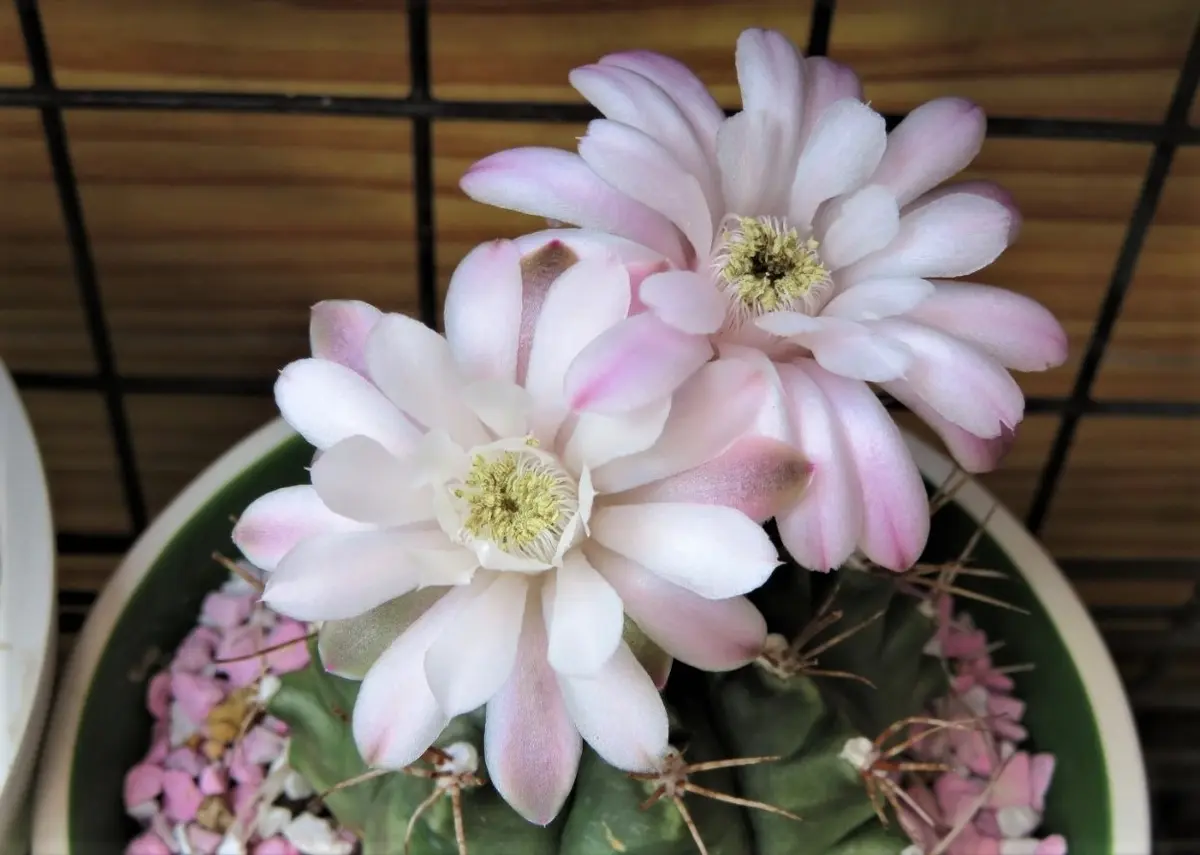 今日の🌵サボテンの花その16｜園芸日記byロッキー｜みんなの趣味の