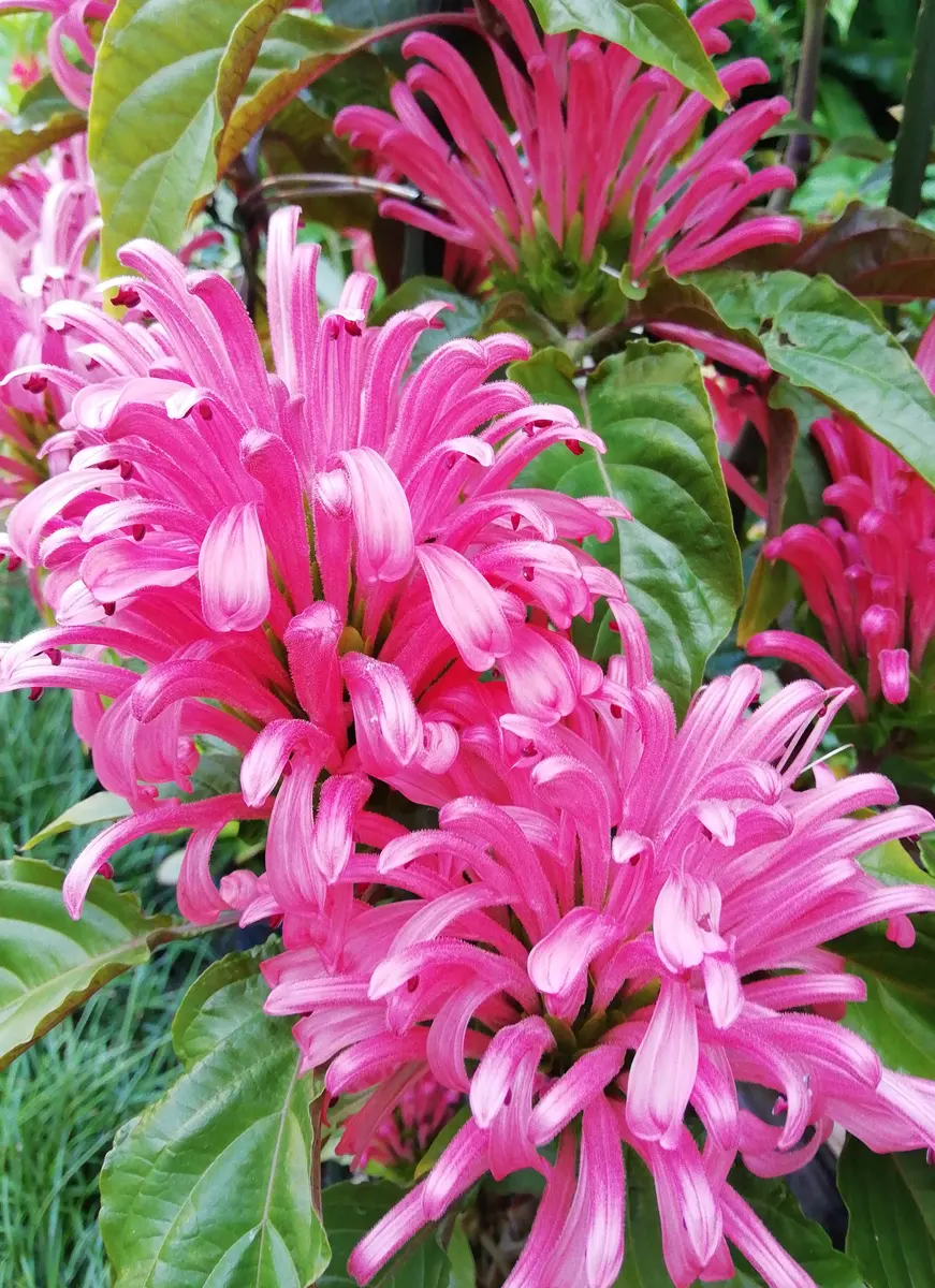 サンゴバナ(珊瑚花)｜園芸日記by三日月｜みんなの趣味の園芸｜971223