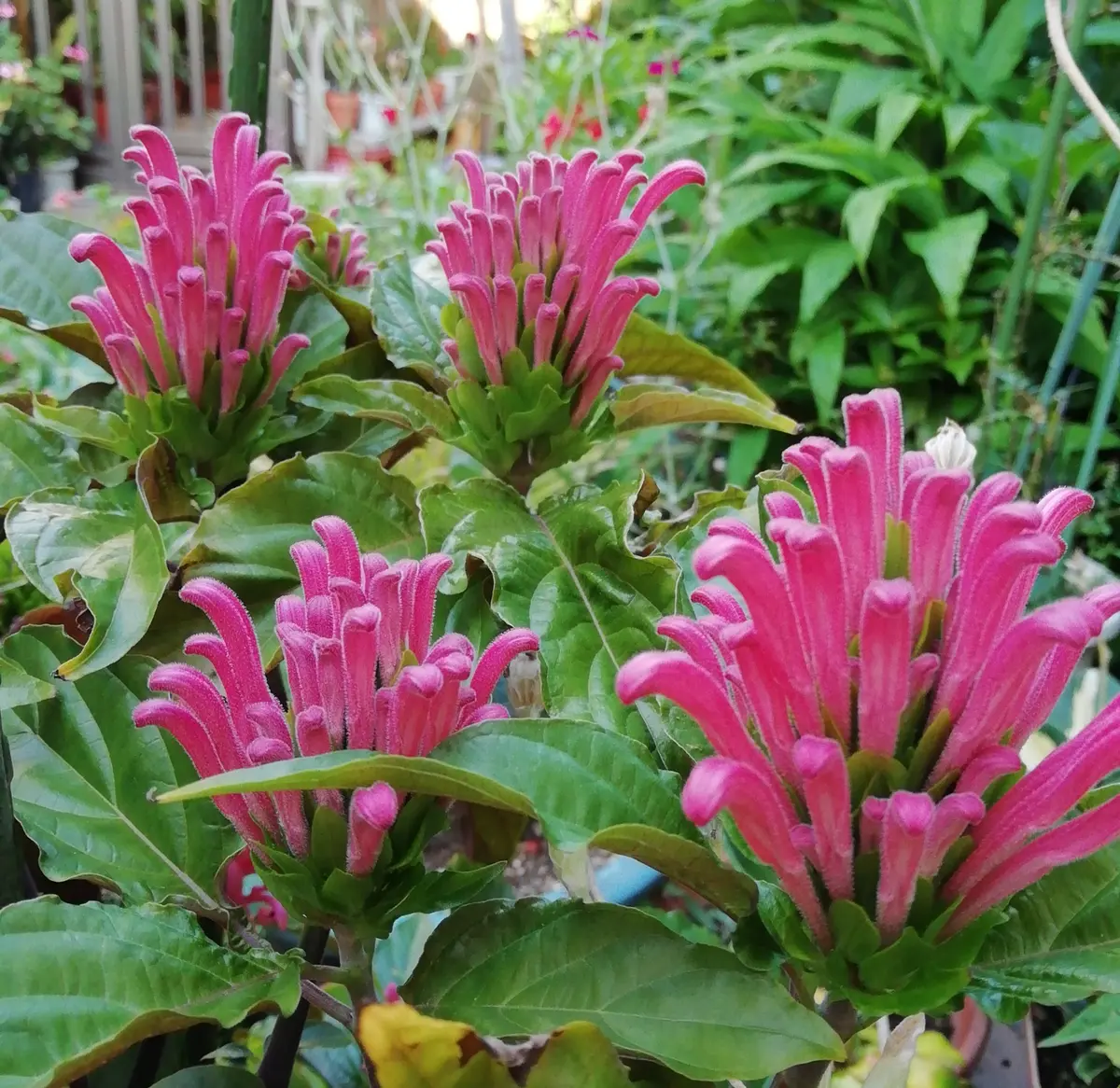 珊瑚　花？ imgrc0090119934.jpg