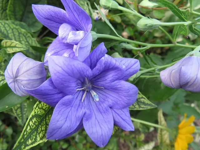 グロリオサ 花束　そら グロリオサ 花束 そら 6e33f2ba8e-1629274143