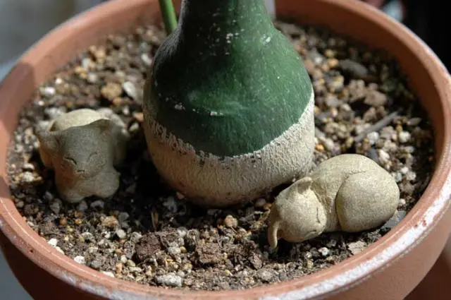 焼けたけど、石抱きガジュマル part.3｜園芸日記byジャカランダ