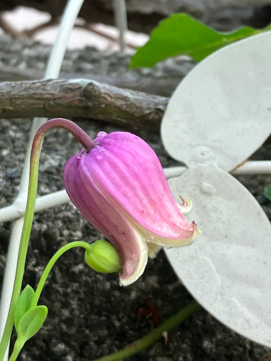 ピンク系壺型クレマチス|園芸日記by植花夢isikawa|みんなの ピンク系壺型クレマチス|園芸日記by植花夢isikawa|みんなの