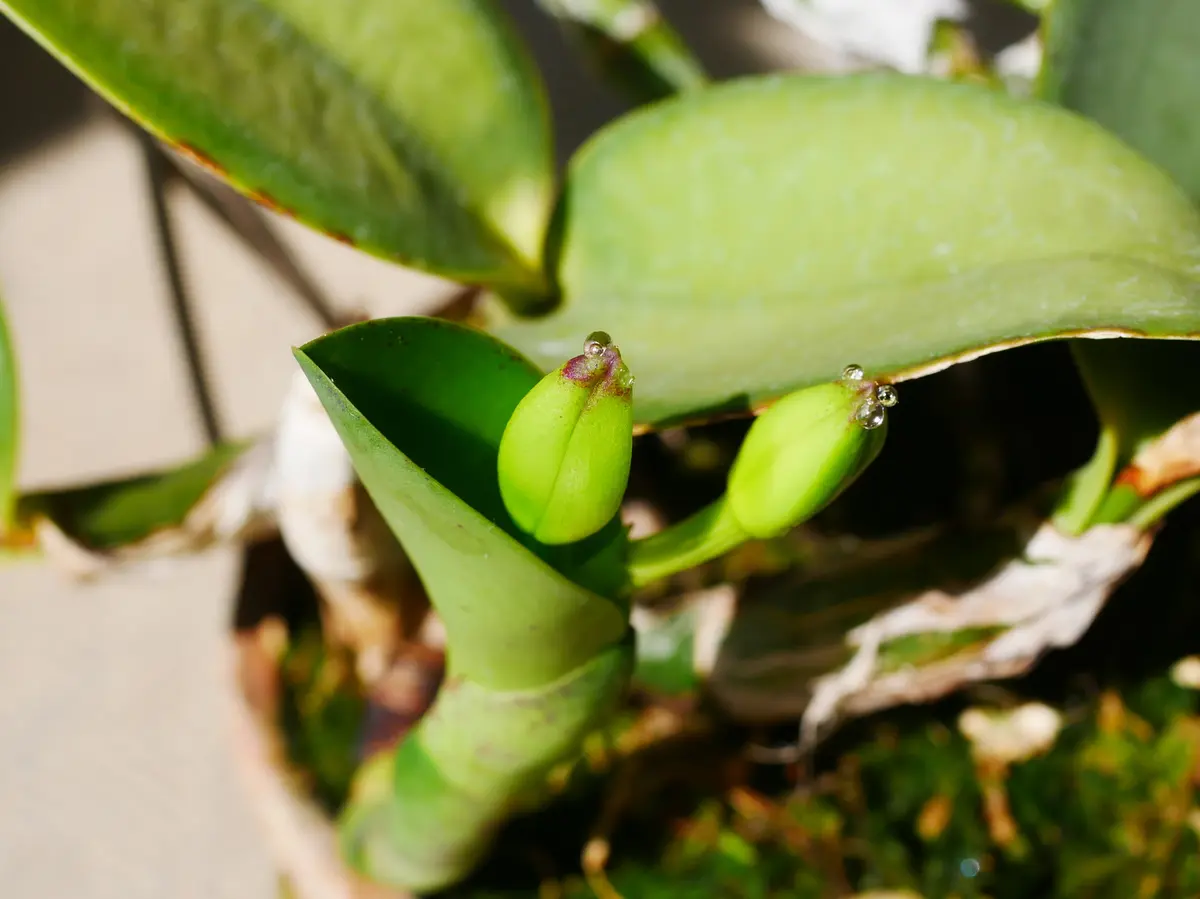 ワルケリアナフラメア'トクツ'の蕾｜園芸日記byうめ｜みんなの趣味の