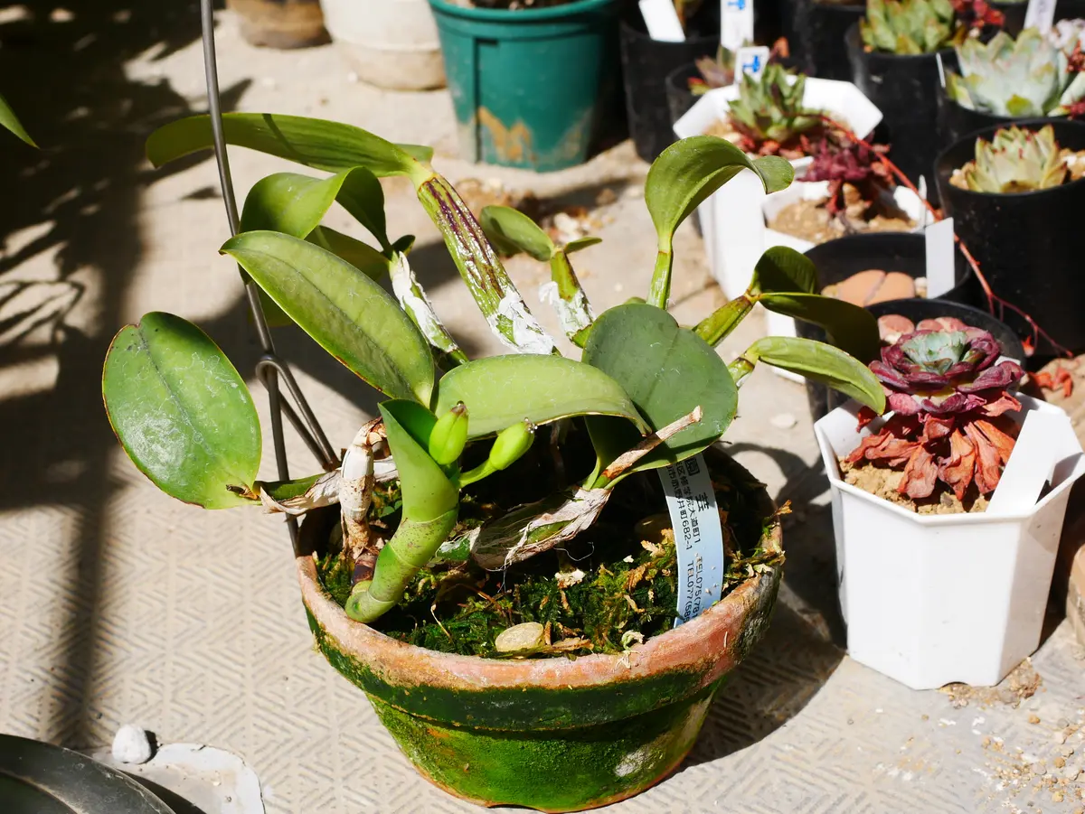ワルケリアナフラメア'トクツ'の蕾｜園芸日記byうめ｜みんなの趣味の