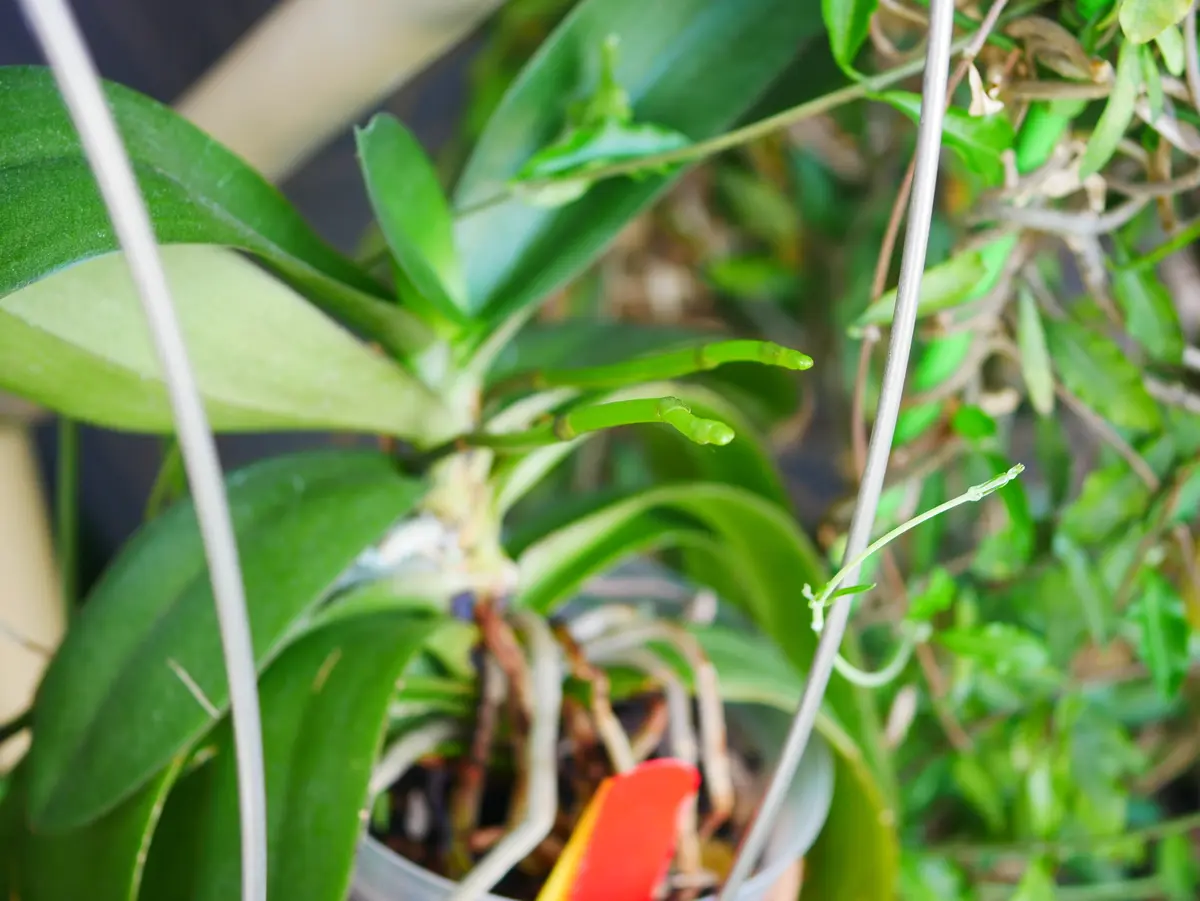 ワルケリアナフラメア'トクツ'の蕾｜園芸日記byうめ｜みんなの趣味の