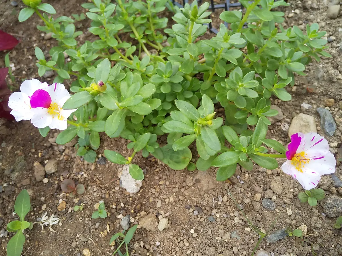 消臭・洗える！】PORTULACA FELICE ドレス / TOCCA