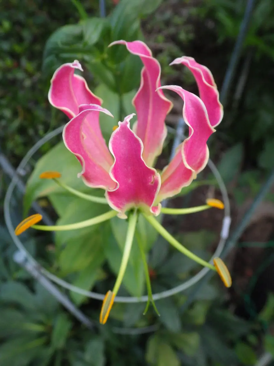 グロリオサ 開花｜園芸日記by紙飛行機｜みんなの趣味の園芸｜973864