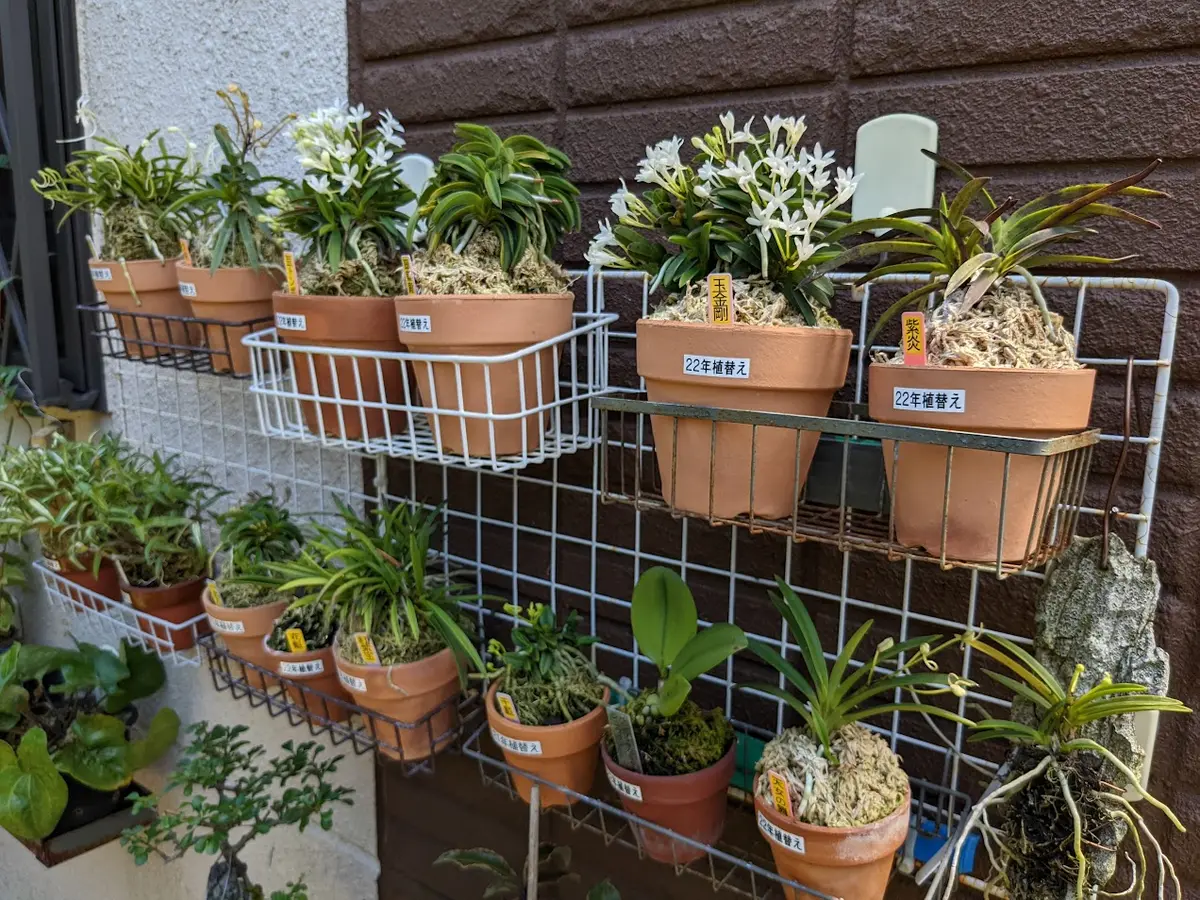 うちのミニミニ富貴蘭展｜園芸日記byカワモチ｜みんなの趣味の園芸｜973877