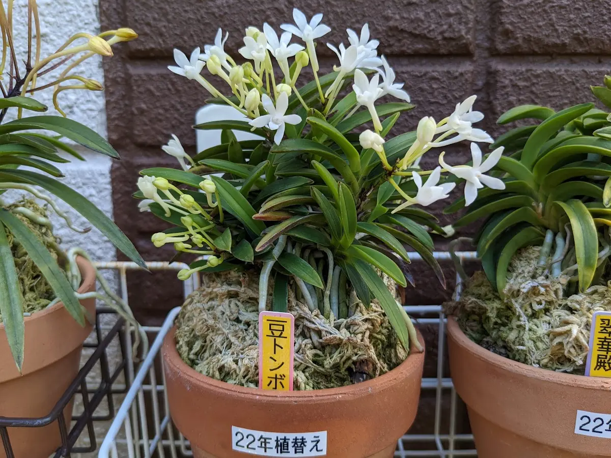 うちのミニミニ富貴蘭展｜園芸日記byカワモチ｜みんなの趣味の園芸｜973877