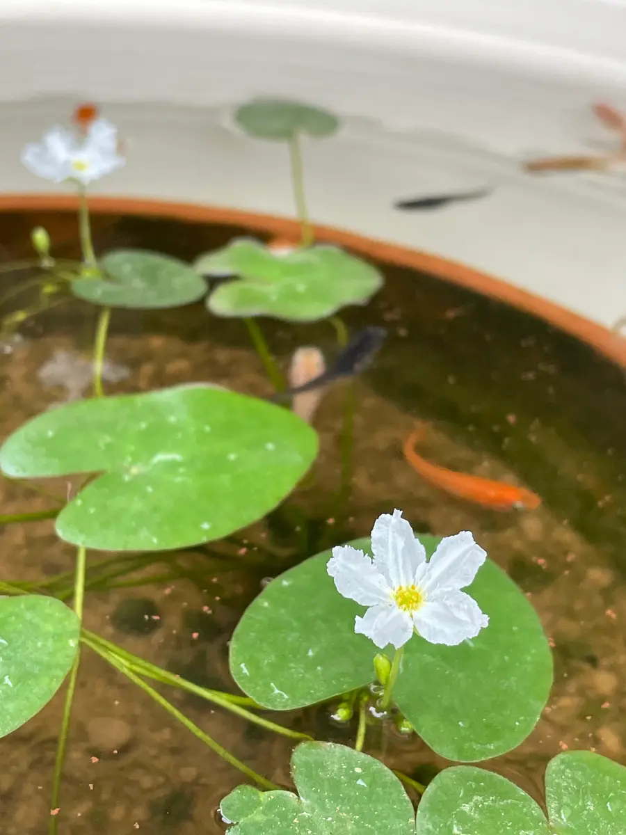 メダカも水草も新たにお迎え｜園芸日記bypukupuku｜みんなの趣味の園芸