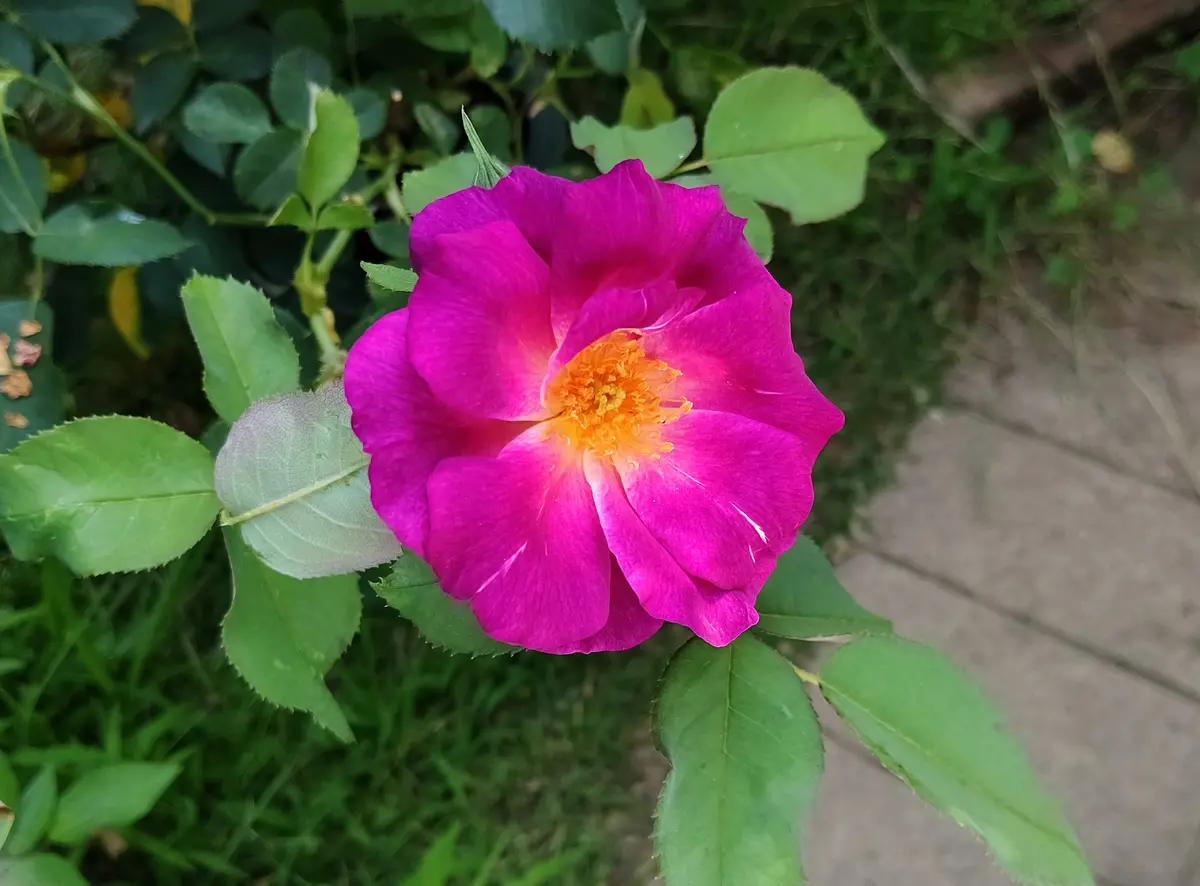 秋の薔薇シリーズです♪モーヴピンクの淡水パールと
