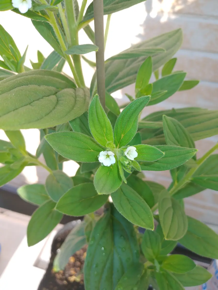 ニホンムラサキ 絶滅危惧種 紫根 25粒