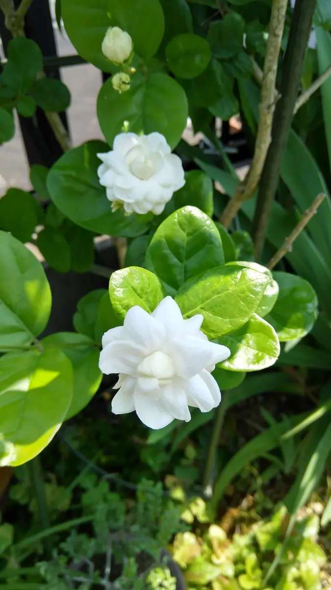 茉莉花様 専用ページ