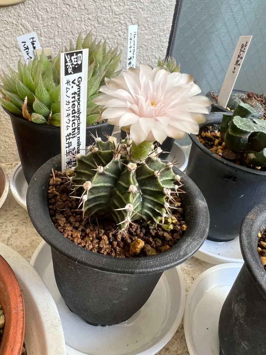 牡丹様 リクエスト プラナロム 5点 まとめ商品 20220709牡丹玉の花〔写真1枚目〕-さすらふ花好きさんの日記｜みんなの