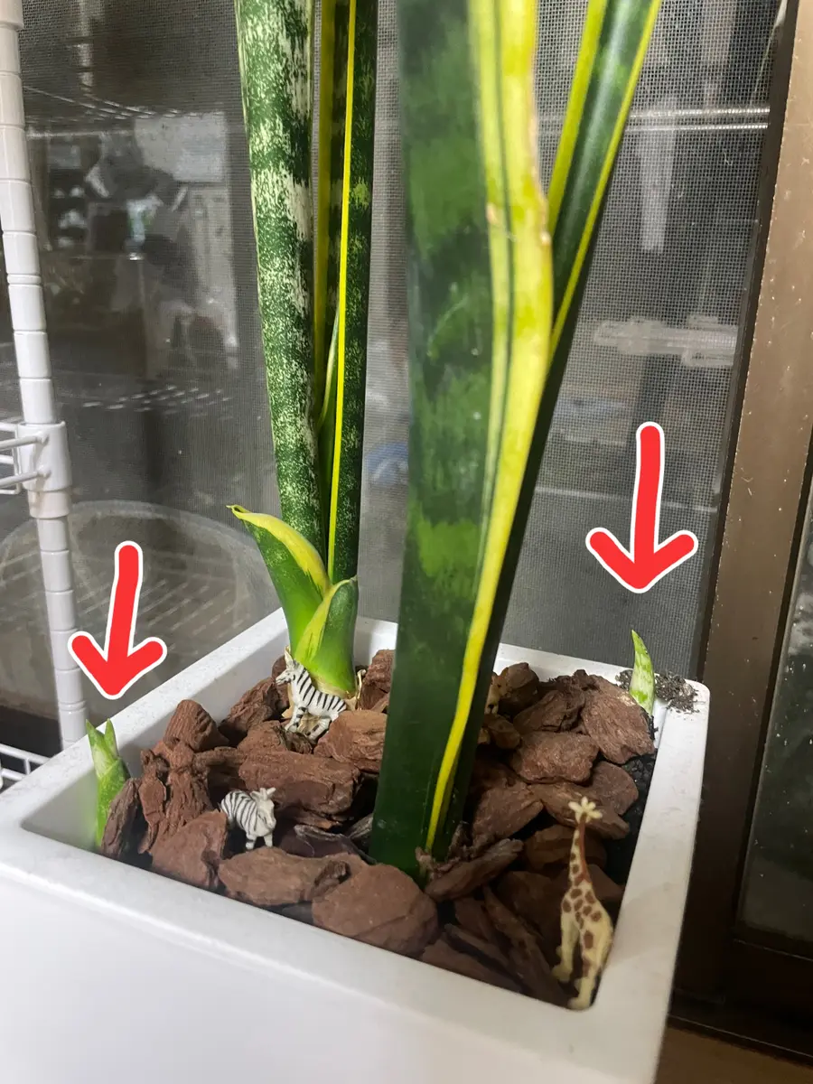 サンスベリア寄せ植え サンセベリア 寄せ植え（サイズやご予算に応じます） – shinoharaya