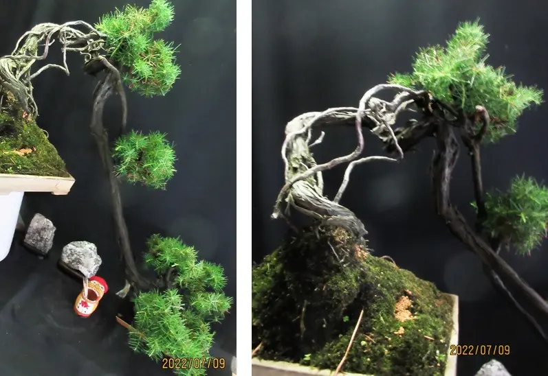 ◉小品盆栽　杜松　究極の逸品　足元の曲美しい樹形が超魅力！　即飾れます 小品盆栽 杜松模様木 | 大和盆樹園