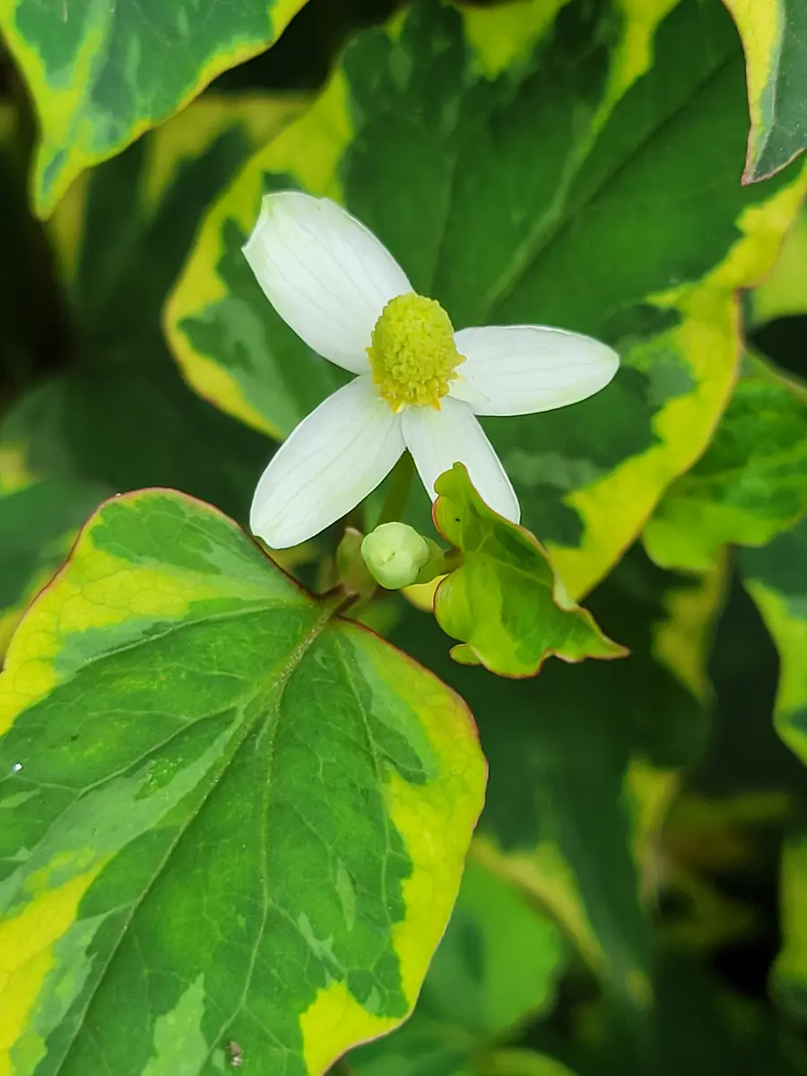 ヒ*イ様 ☘️限定1株☘️未株分け☘️超レア☘️3351⭐️カメレオン⭐️吉田園 ?media_id=3706163358524006887