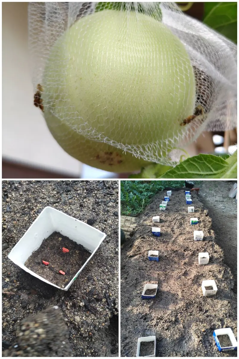 ミニミニ小玉スイカの収穫🍉｜園芸日記byさきっち｜みんなの趣味