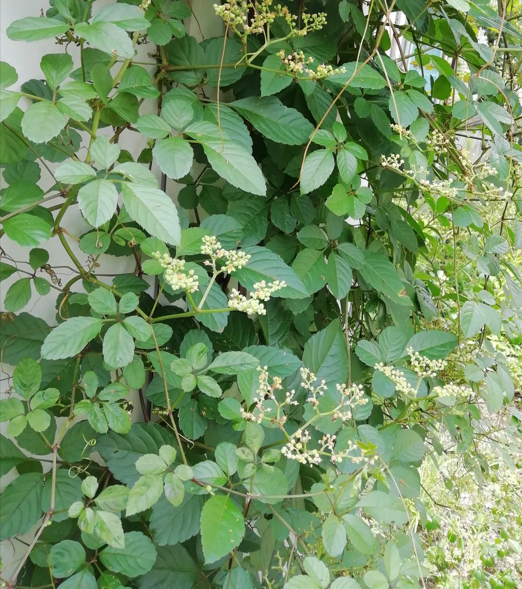 S-1595 S-1588 やぶがらし ヤブガラシ／やぶがらし／藪枯 - 庭木図鑑 植木ペディア
