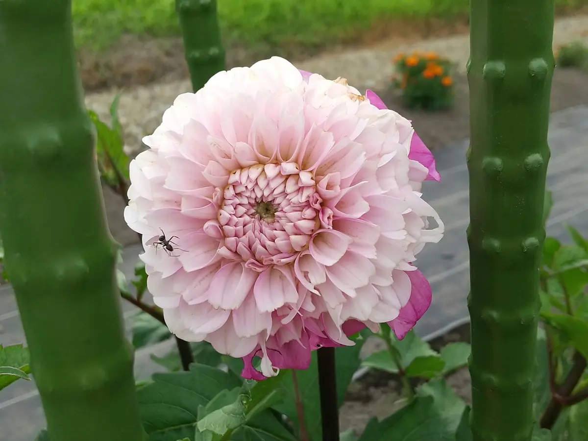 ダリア百科　園芸本　花づくり　花作り　日本ダリア会 ダリア百科 | 日本ダリア会 |本 | 通販 | Amazon
