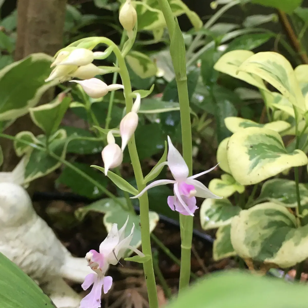 熱帯雨林ですか😓｜園芸日記byらむちゃん｜みんなの趣味の園芸