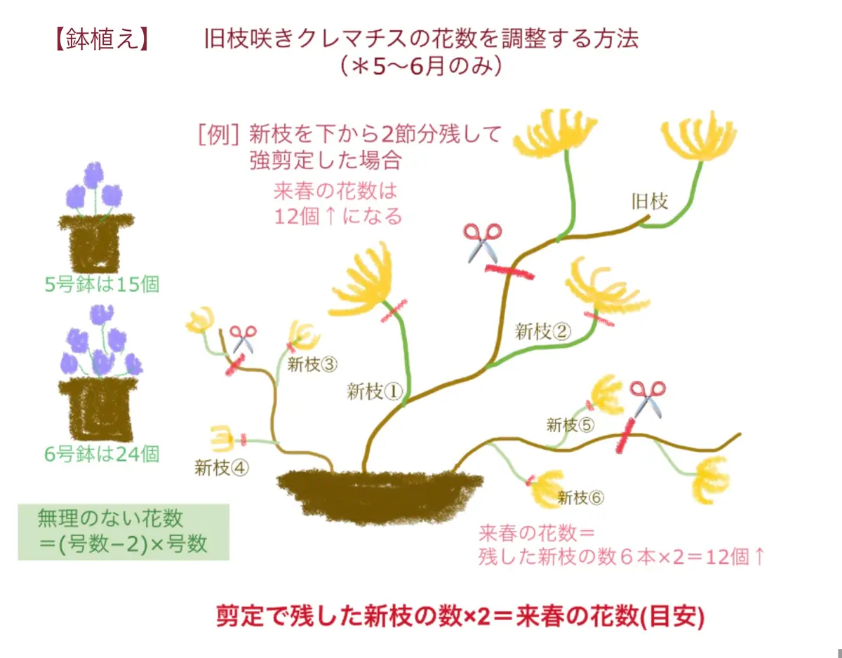 ためになる動画❗️】旧枝咲きクレマチスを強剪定する方法｜園芸日記