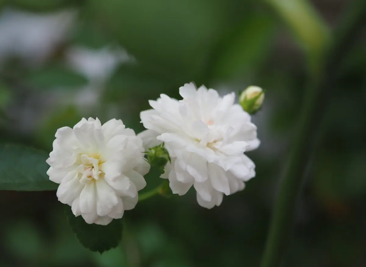 白いバラでごきげん｜園芸日記byらりこ｜みんなの趣味の園芸｜978221