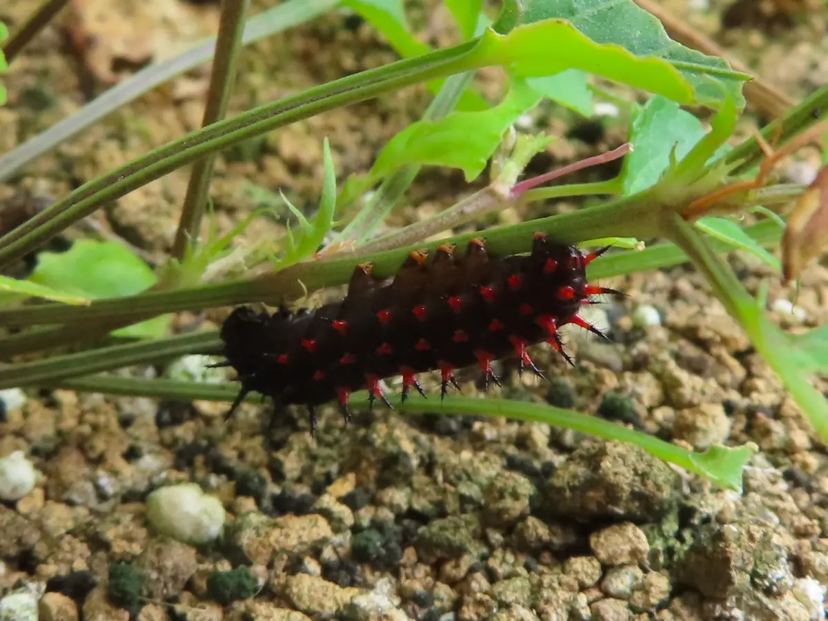 ツマグロヒョウモンの幼虫｜園芸日記byichan｜みんなの趣味の園芸｜978686