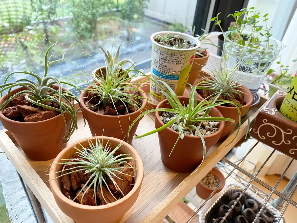チランジア ベルティナを軽石に植え込んでみた｜園芸日記byコリダリス