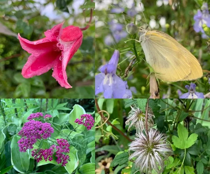 夏のお花瑠璃玉アザミと紫陽花の涼しげなハーフリース。ドライ