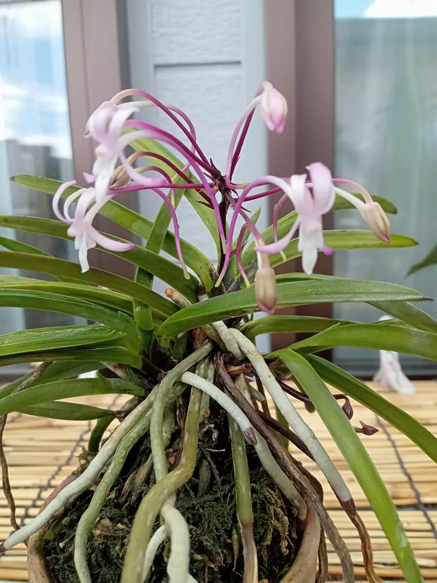 富貴蘭 朱天童子 (f0806036) - 「中越植物園オンラインショップ」