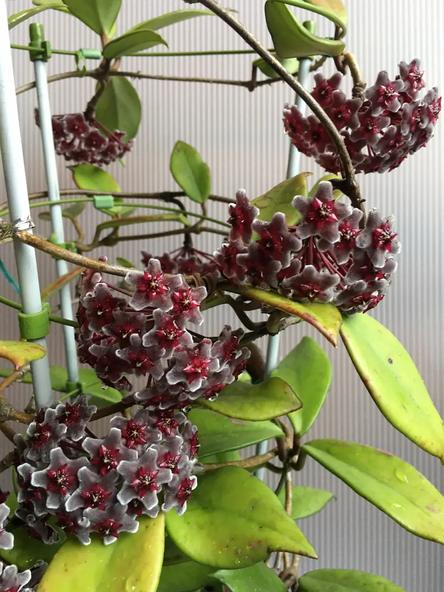 ホヤ プビカリクス ロイヤル ハワイアン パープル Hoya