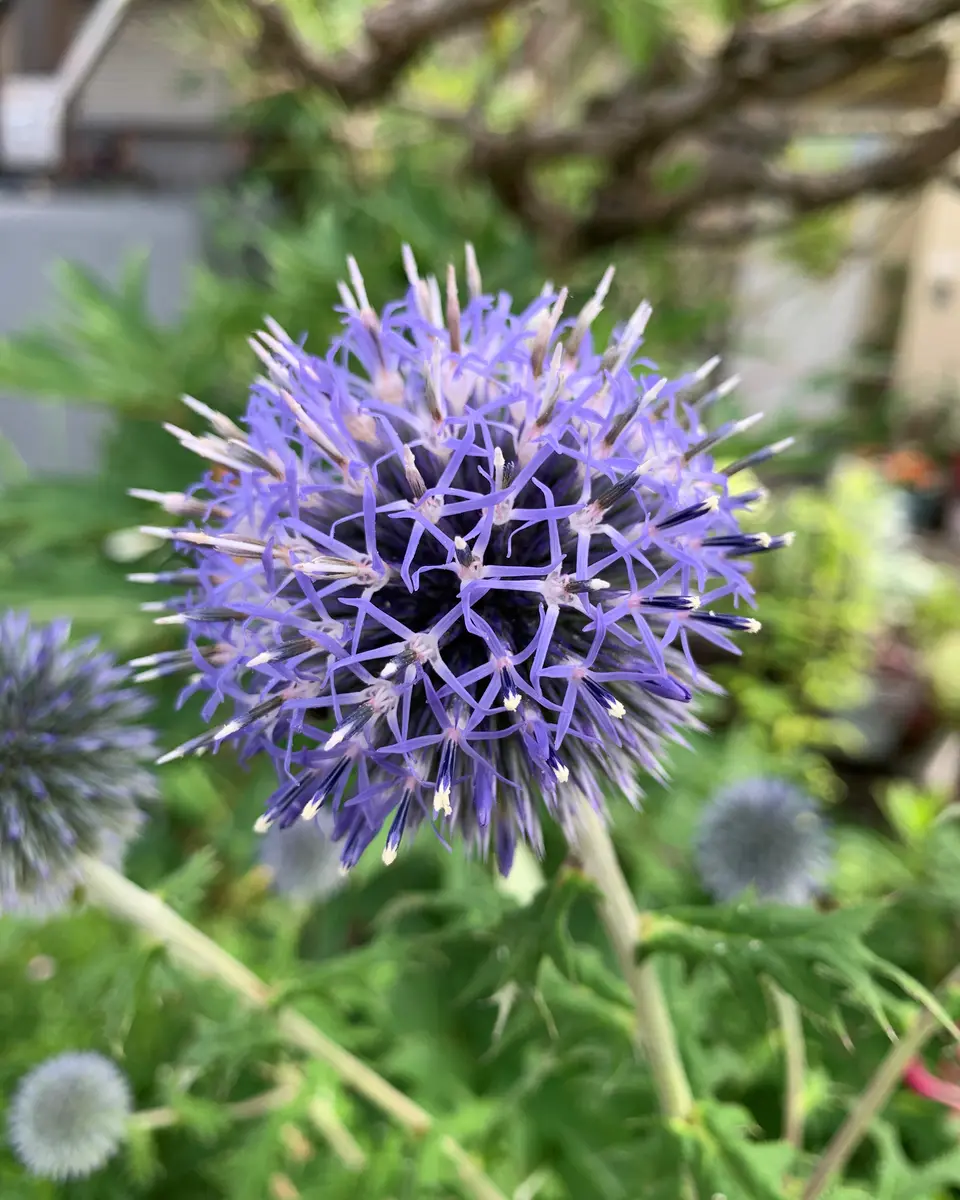 ルリタマアザミの花・・｜園芸日記bymuraちゃん｜みんなの趣味の園芸