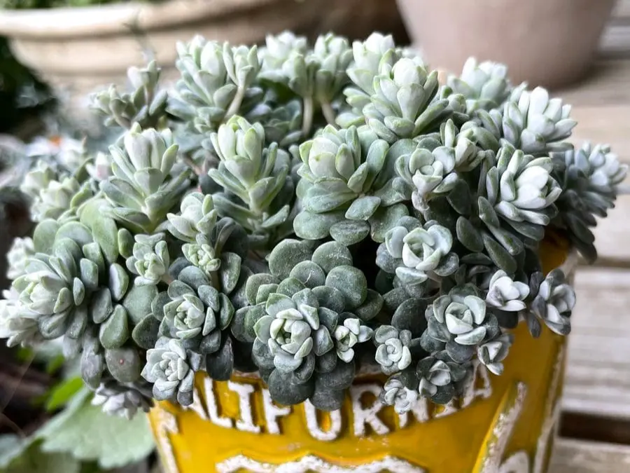 斑入りミセバヤ ① 抜き苗 多肉植物 【公式通販】