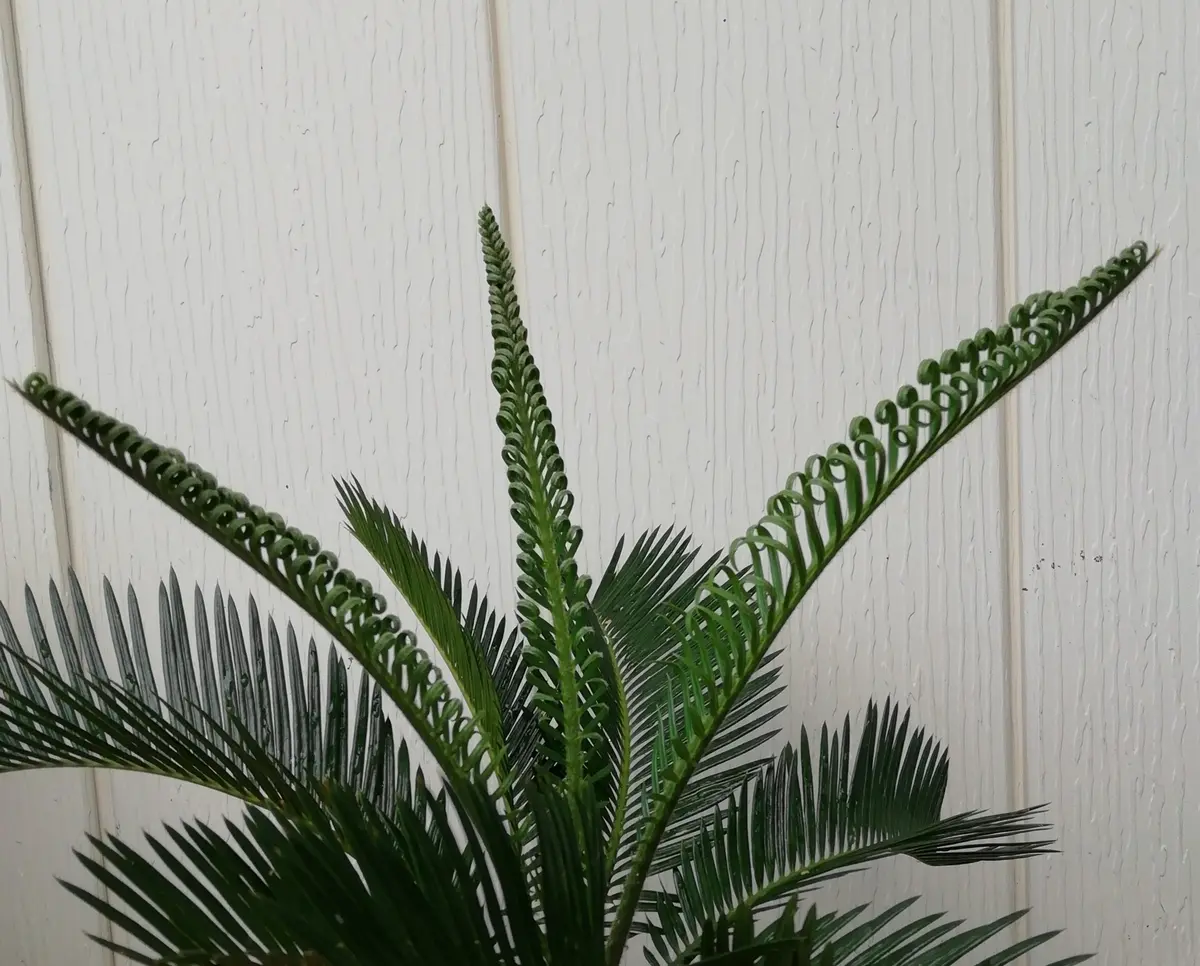 ソテツ7号サイズ/盆栽、多肉植物、塊根植物、観葉植物通販/KIDORI -キドリ-