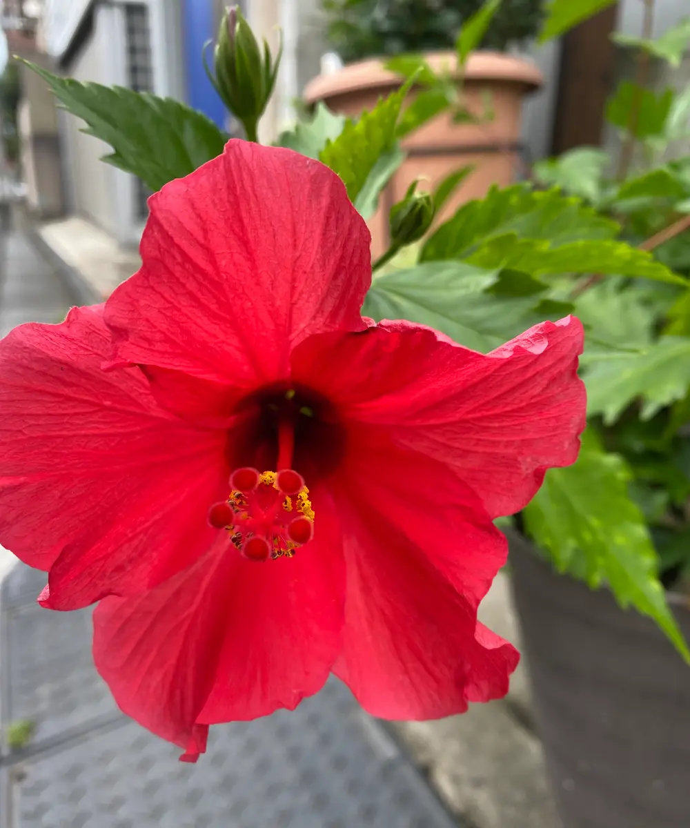 ハイビスカス■20年もののハイビスカス/赤い花/155cm/太い幹の個体 赤いハイビスカス🌺｜園芸日記byぴょこぴょこ｜みんなの趣味の園芸｜979961