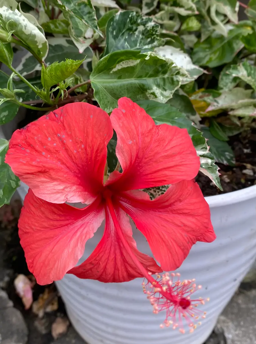 赤いハイビスカス🌺｜園芸日記byぴょこぴょこ｜みんなの趣味の園芸｜979961