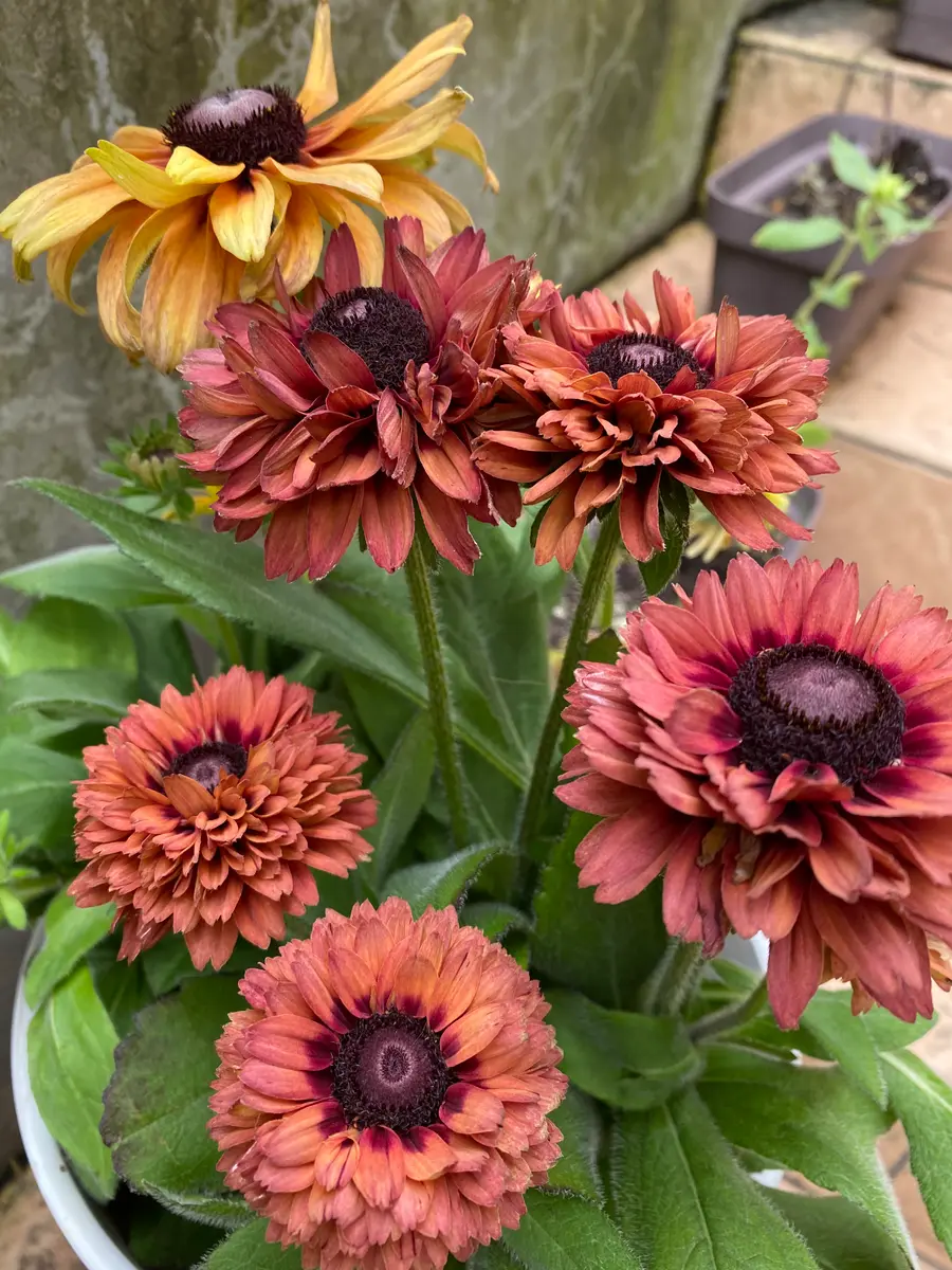 赤いハイビスカス🌺｜園芸日記byぴょこぴょこ｜みんなの趣味の園芸｜979961