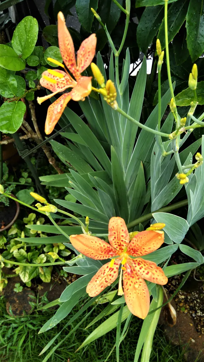 mizu ヒオウギ（日扇） mizu ヒオウギ（日扇） 楽天市場】【ヒオウギ属