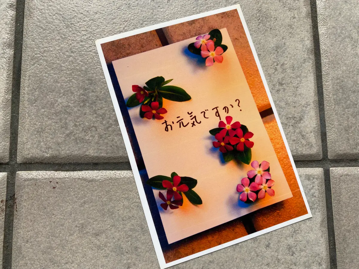 ニチニチソウの絵ハガキ❣️自作よ?｜園芸日記byミャーママ｜みんなの 