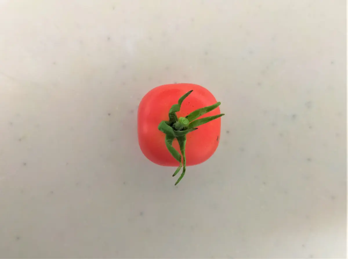 ◇四角いトマト??◇｜園芸日記byひまわりん♪｜みんなの趣味の園芸 