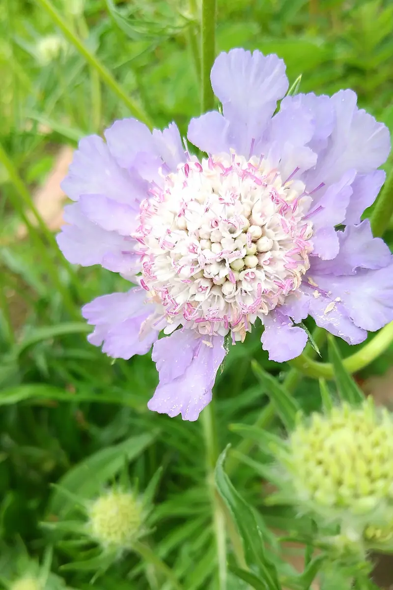 ✨夏の山野草🎶①｜園芸日記byヤマト 遊｜みんなの趣味の園芸
