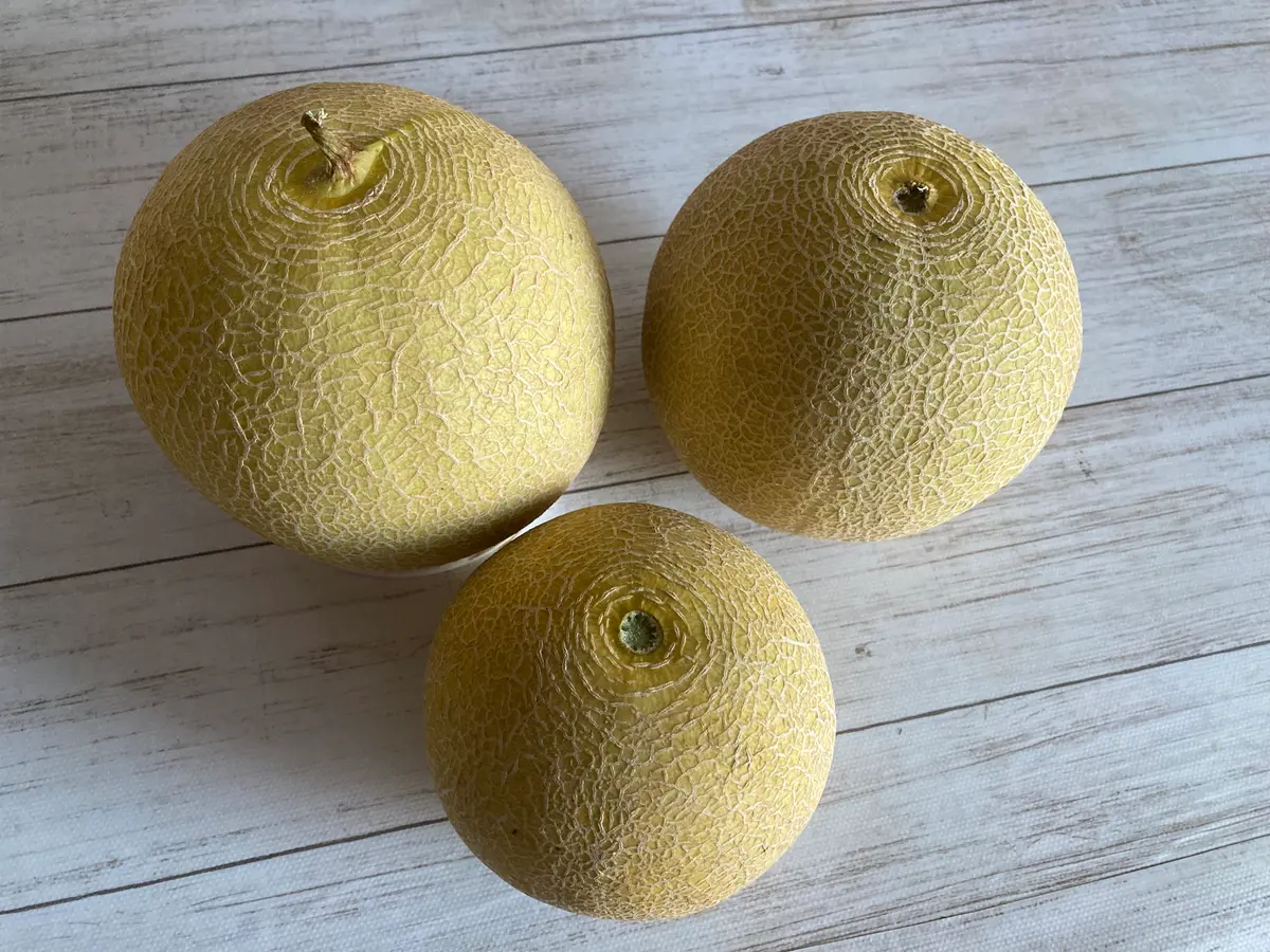 コロタン｜園芸日記byくーちゃん｜みんなの趣味の園芸｜981106