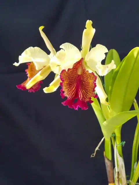 ドーウィアナ｜園芸日記byこんちゃん｜みんなの趣味の園芸｜981507