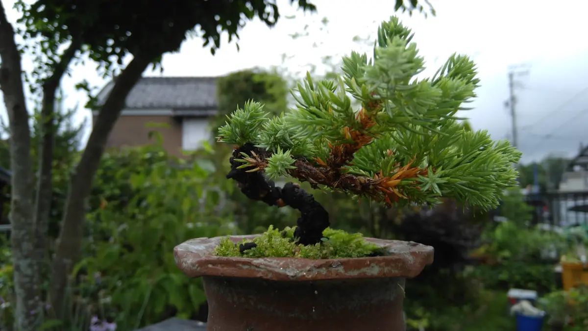 杜松(50年以上) 杜松(50年以上) 杜松(50年以上) 【公式通販】