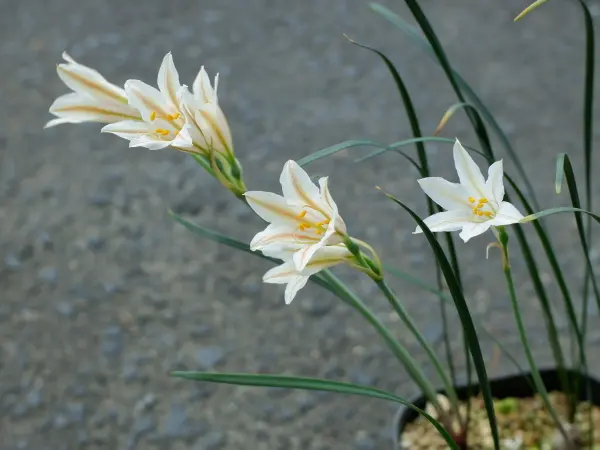 キルタンサス｜園芸日記bykaketo｜みんなの趣味の園芸｜981976